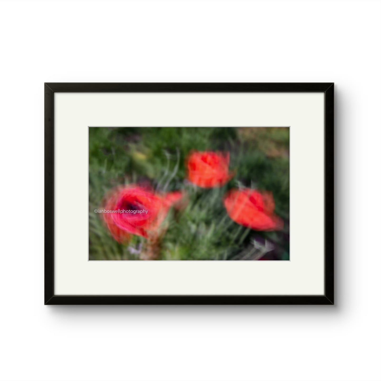 Poppies