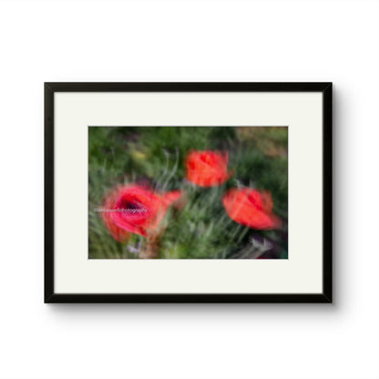 Poppies