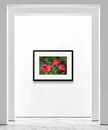 Poppies