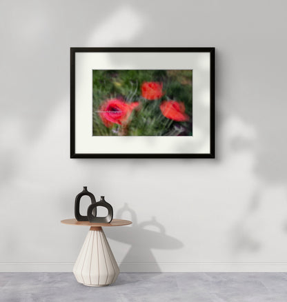 Poppies