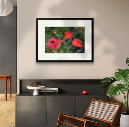 Poppies