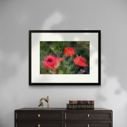 Poppies