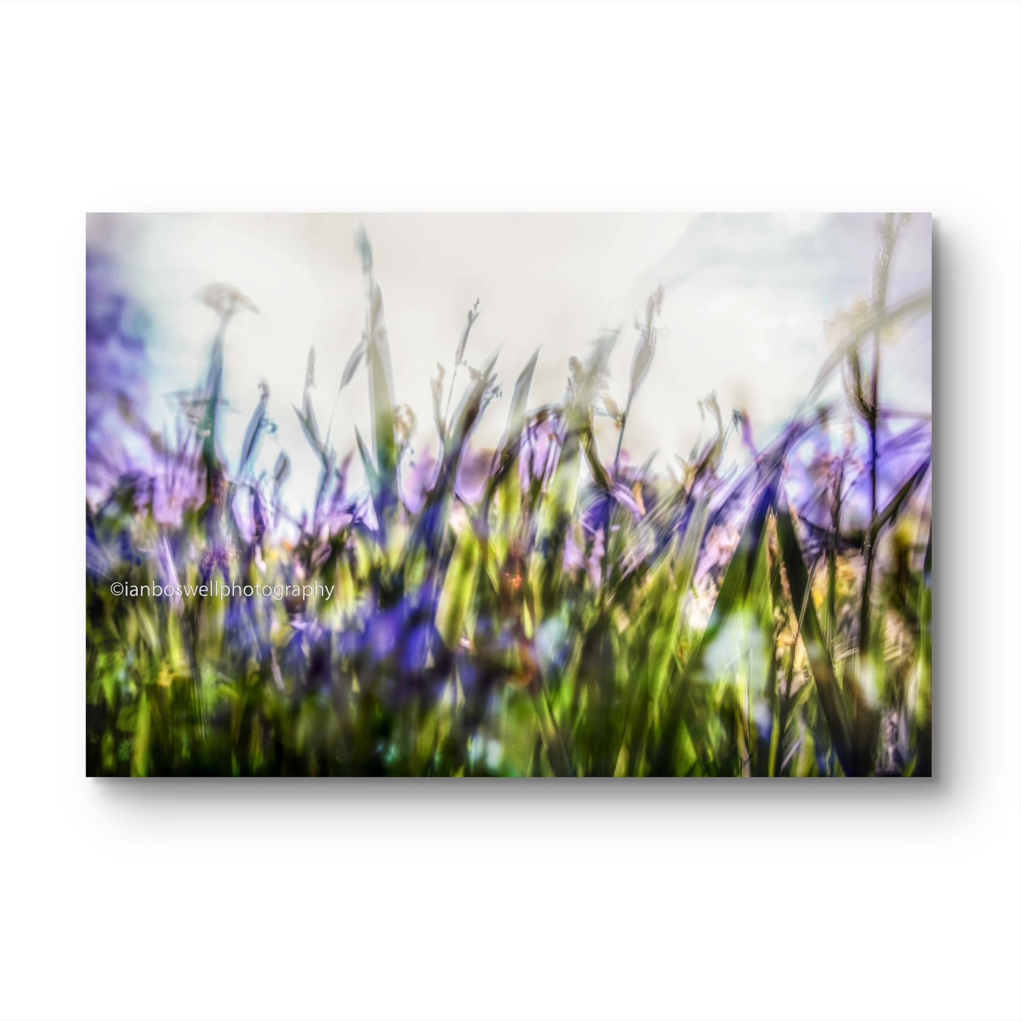 Iris Leaves