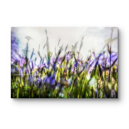 Iris Leaves
