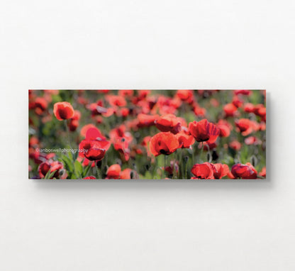 Poppies, Umbria, Italy