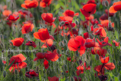 Poppy field, Gioella, Umbria (framed)