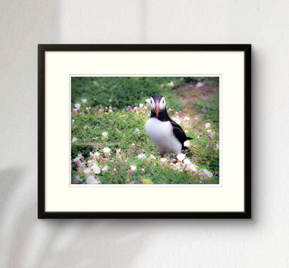 Bore da! Skomer, Pembrokeshire