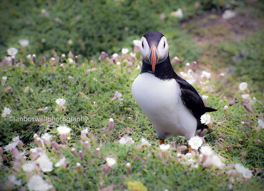Bore da! Skomer, Pembrokeshire