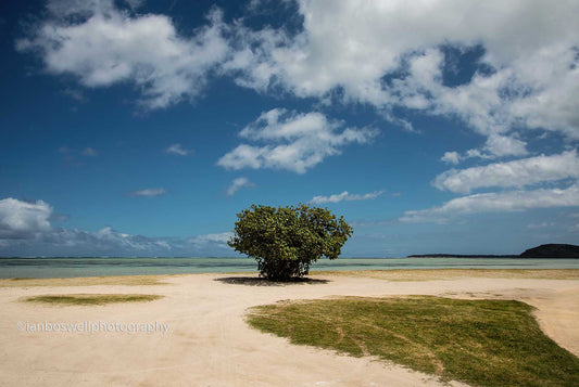 Solitary tree, Mauritius