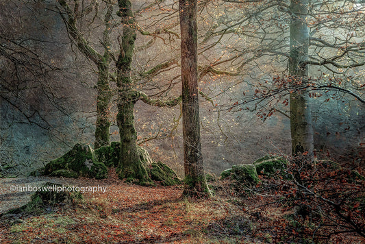 Autumn at Grasmere