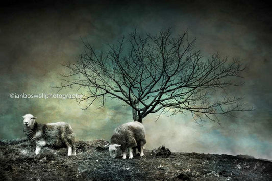 Herdwick sheep, Lake District