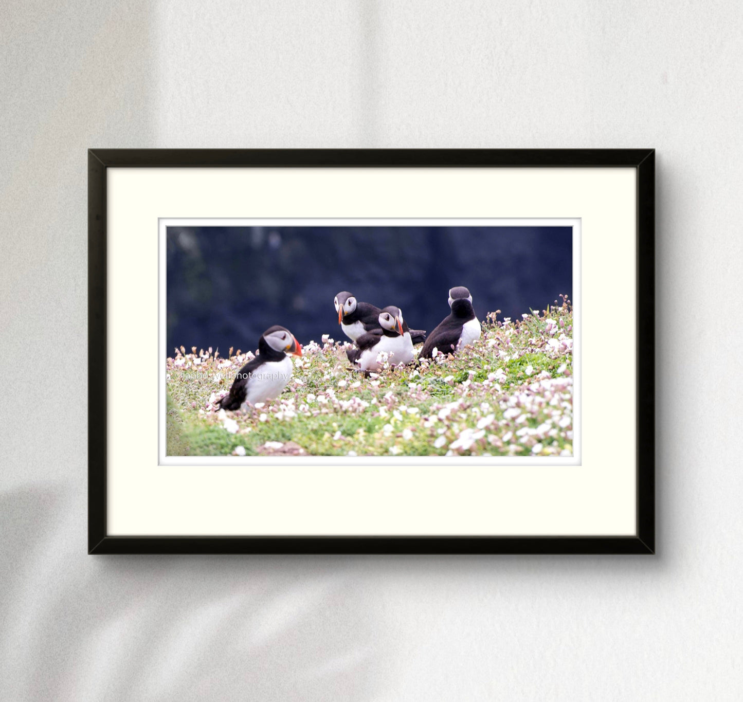Puffin quorum, Skomer, Pembrokeshire
