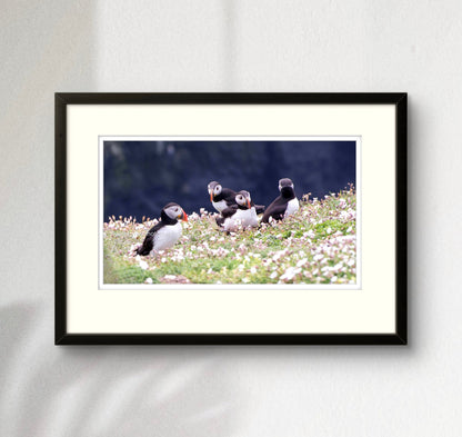 Puffin quorum, Skomer, Pembrokeshire