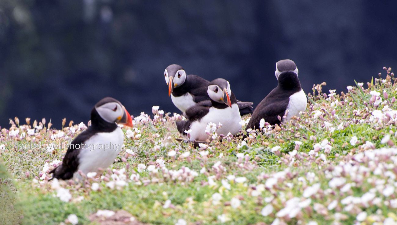 Puffin quorum, Skomer, Pembrokeshire