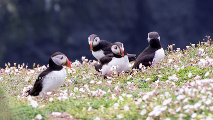 Puffin quorum, Skomer, Pembrokeshire