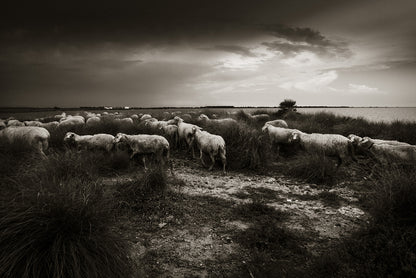 Sicilian Sheep