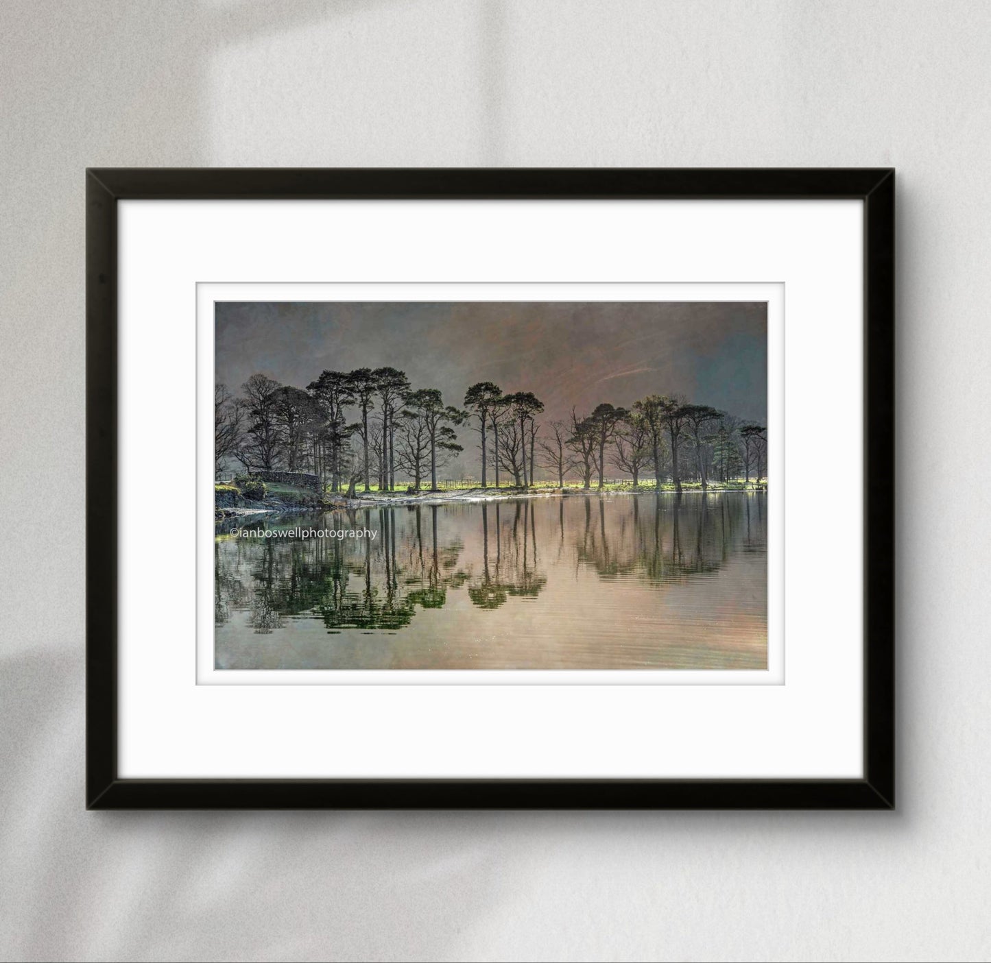 Buttermere pines, Lake District