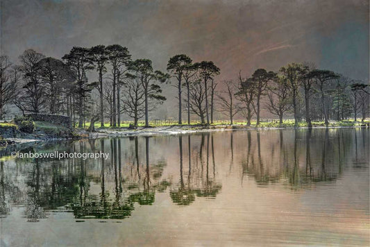 Buttermere pines, Lake District