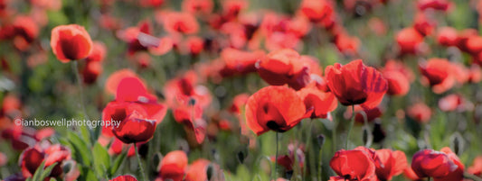 Poppies, Umbria, Italy