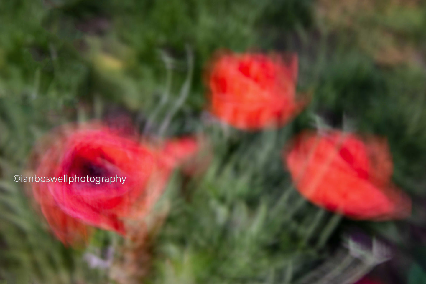 Poppies