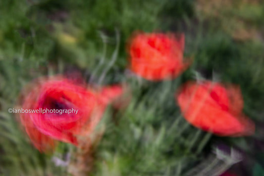 Poppies