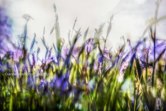 Iris Leaves