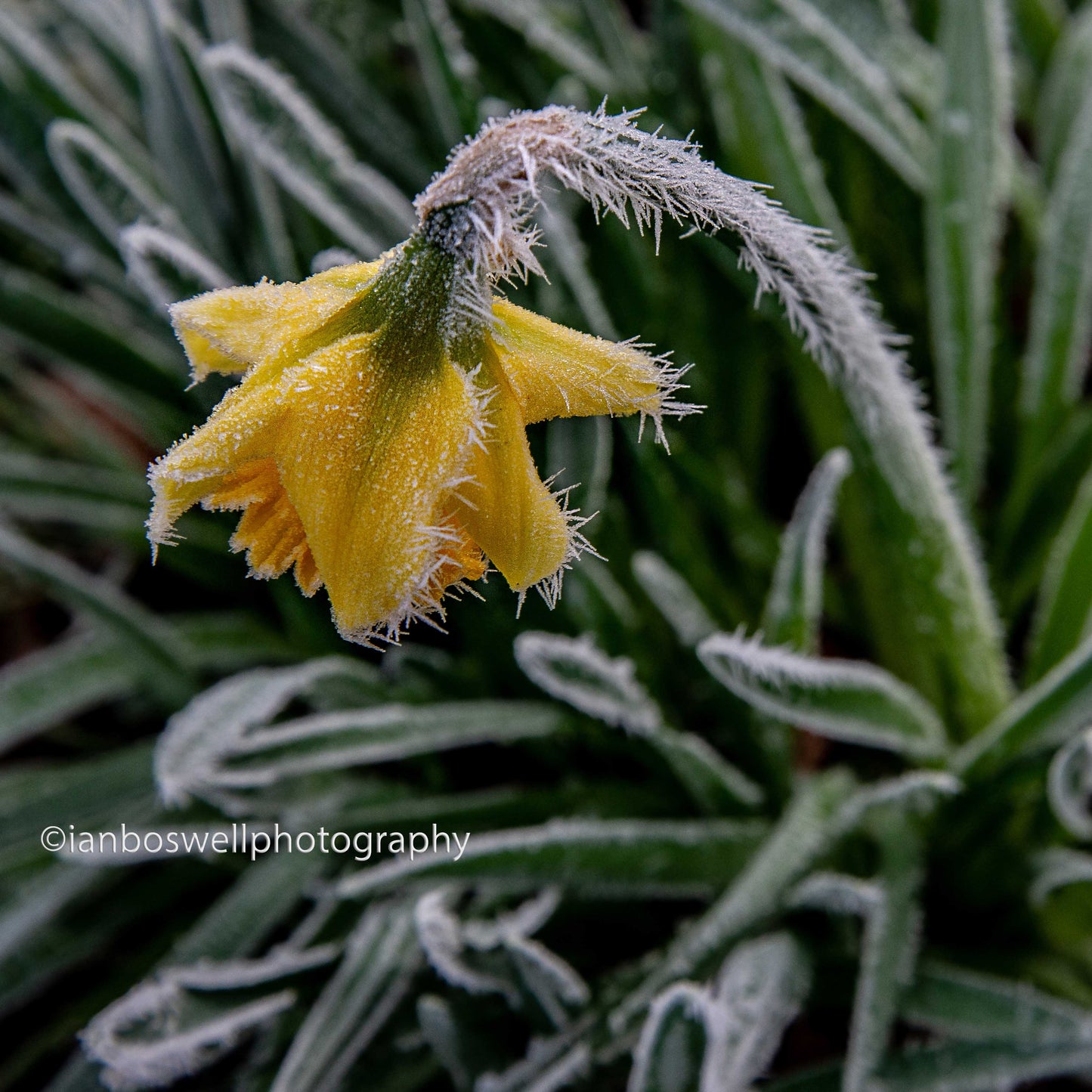Frozen daffodil