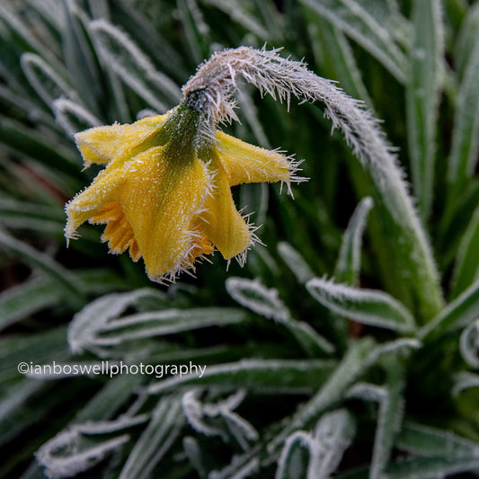 Frozen daffodil