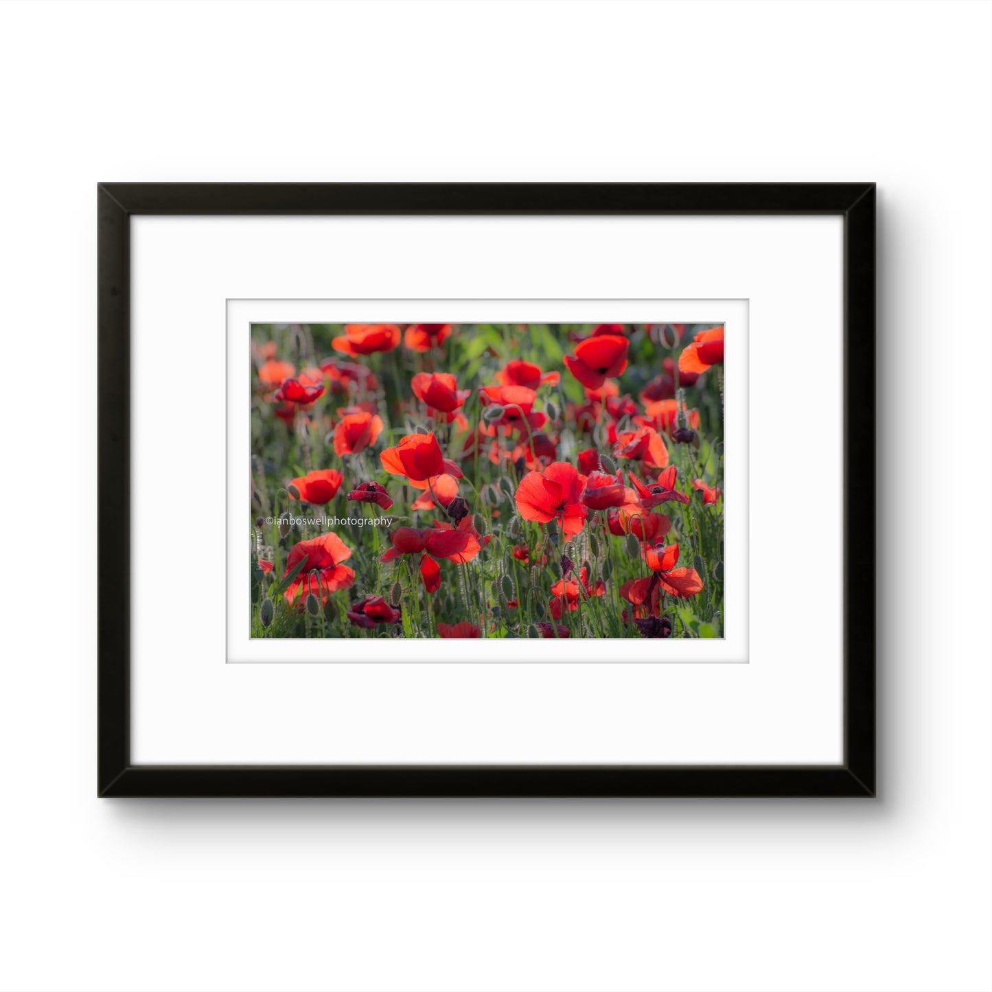 Poppy field, Gioella, Umbria (framed)