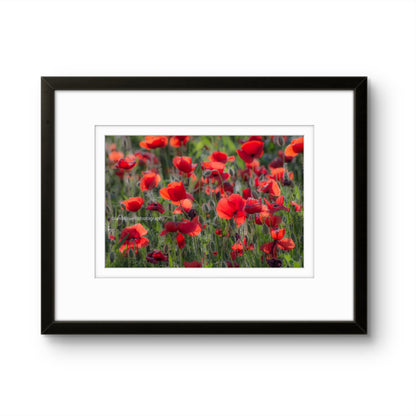 Poppy field, Gioella, Umbria (framed)
