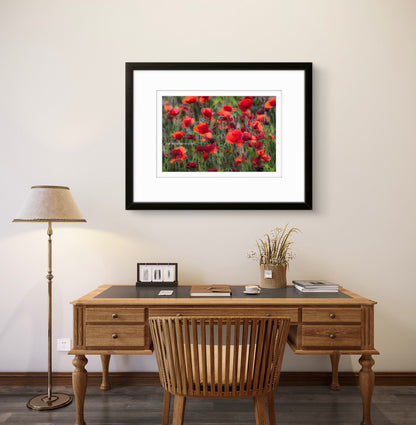 Poppy field, Gioella, Umbria (framed)