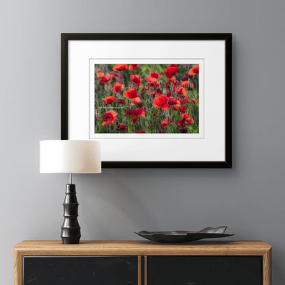 Poppy field, Gioella, Umbria (framed)