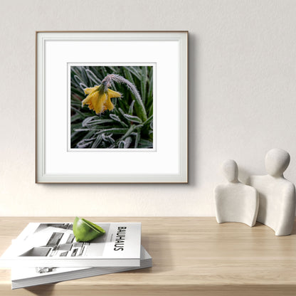 Frozen daffodil