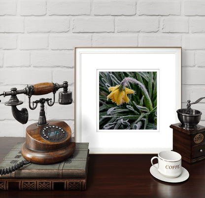 Frozen daffodil