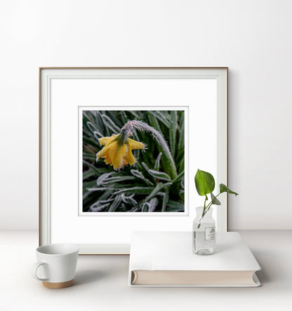 Frozen daffodil