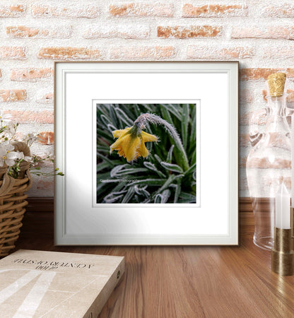 Frozen daffodil