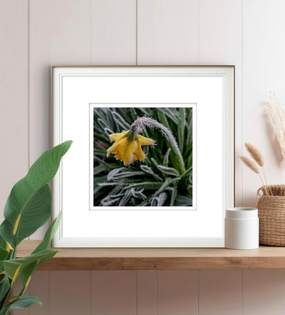 Frozen daffodil