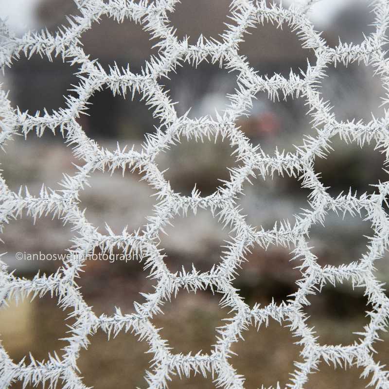 Hoar frost on chicken wire