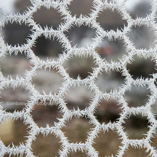 Hoar frost on chicken wire