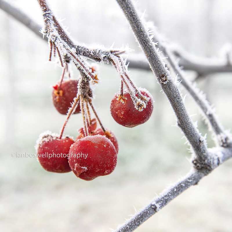 Crab apples