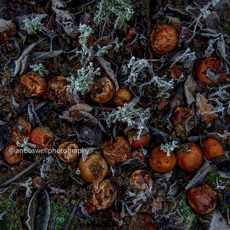 3 Months after the pickers have gone