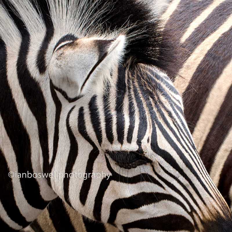 Stripes, Mauritius