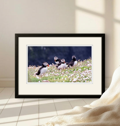 Puffin quorum, Skomer, Pembrokeshire